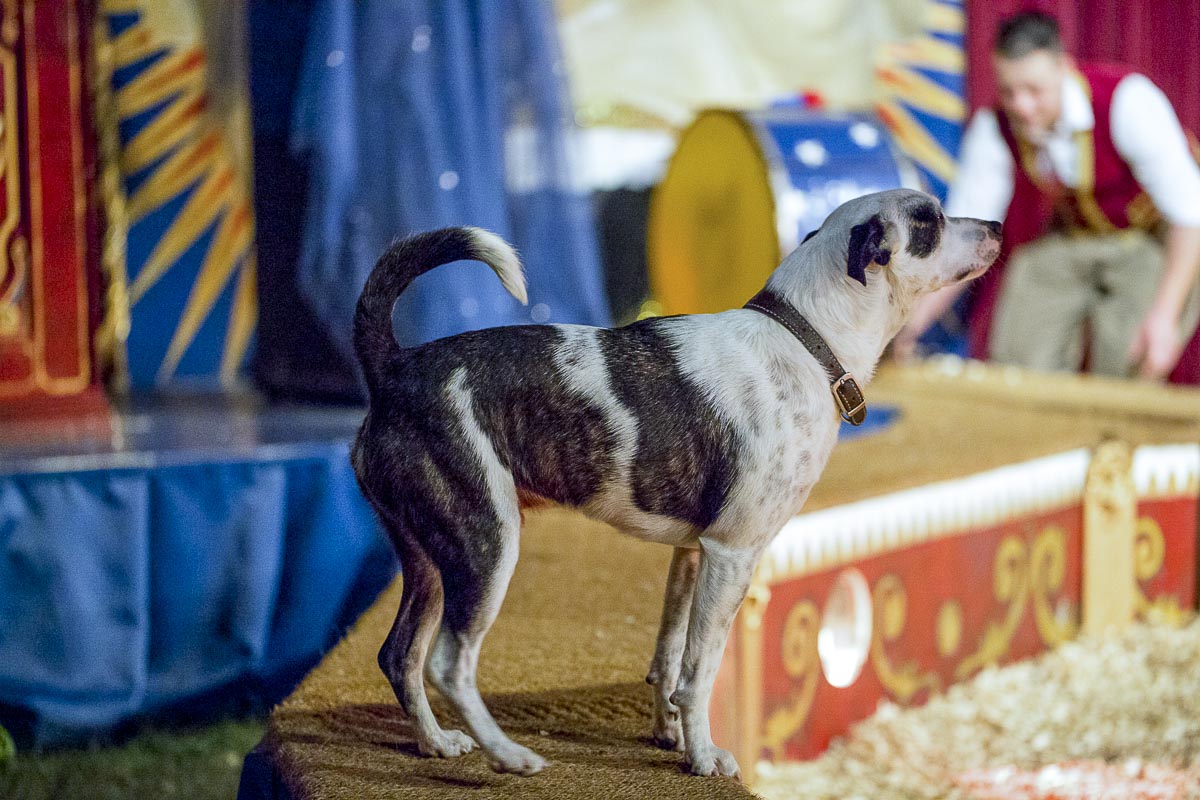 Giffords Circus - Moonsongs, Circus Dog, Chiswick House - June 18, 2015
