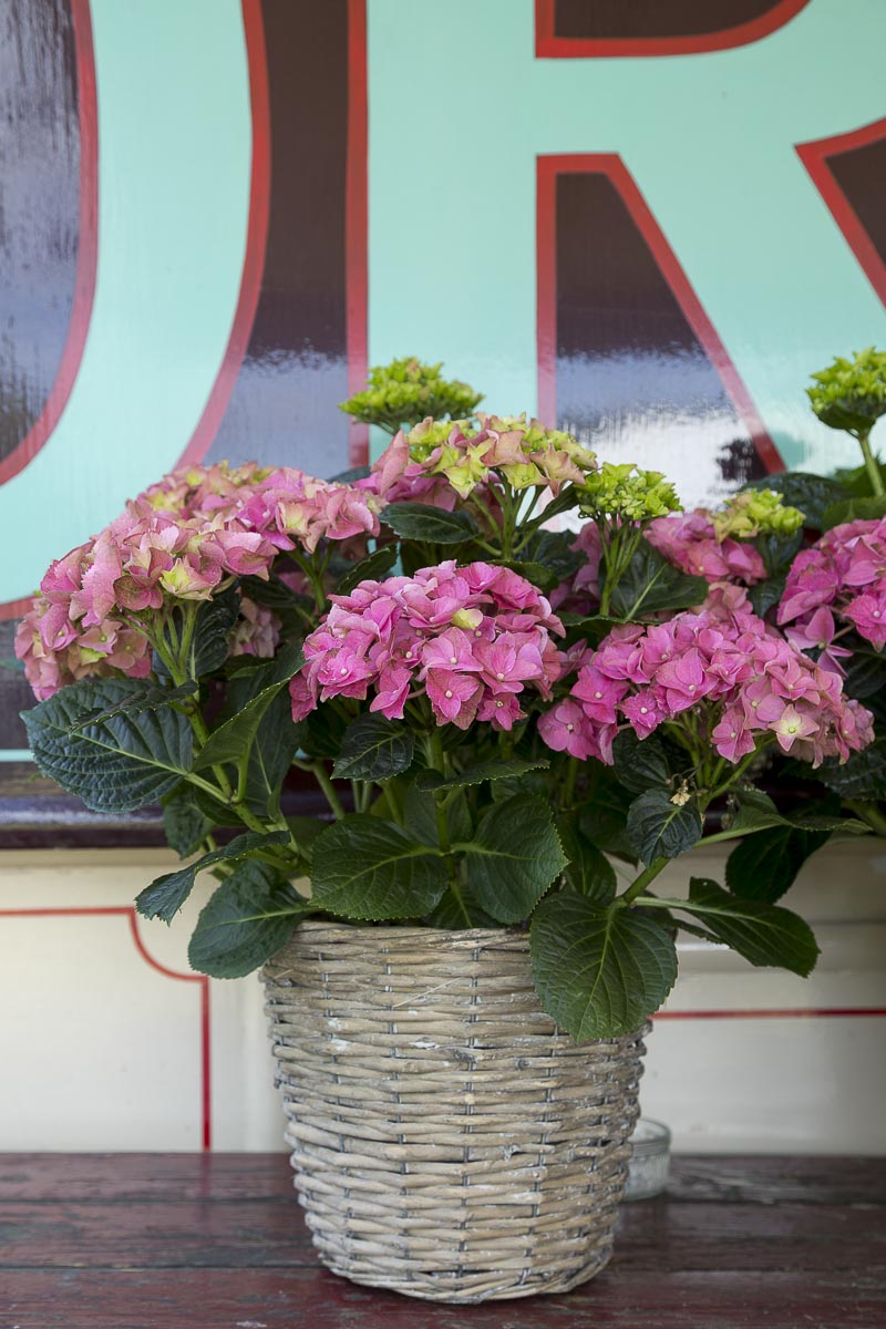 Giffords Circus - Moonsongs, Circus Hydrangas, Chiswick House - June 18, 2015