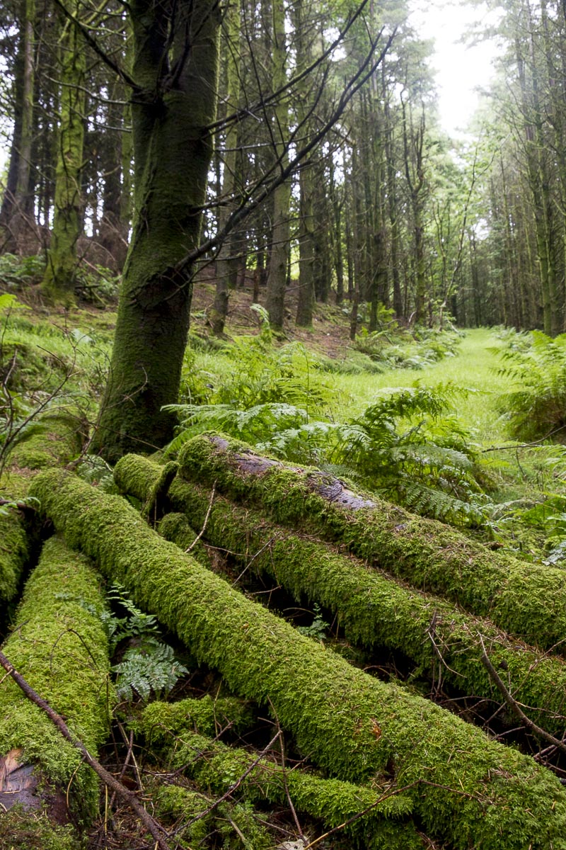 Pembrokeshire - Gwaun Valley - August 13, 2012
