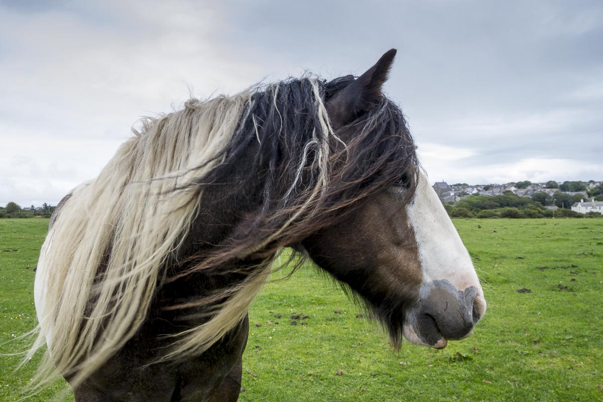 Pembrokeshire - St Davids, Gypsy Vanner Horse - August 12, 2012
