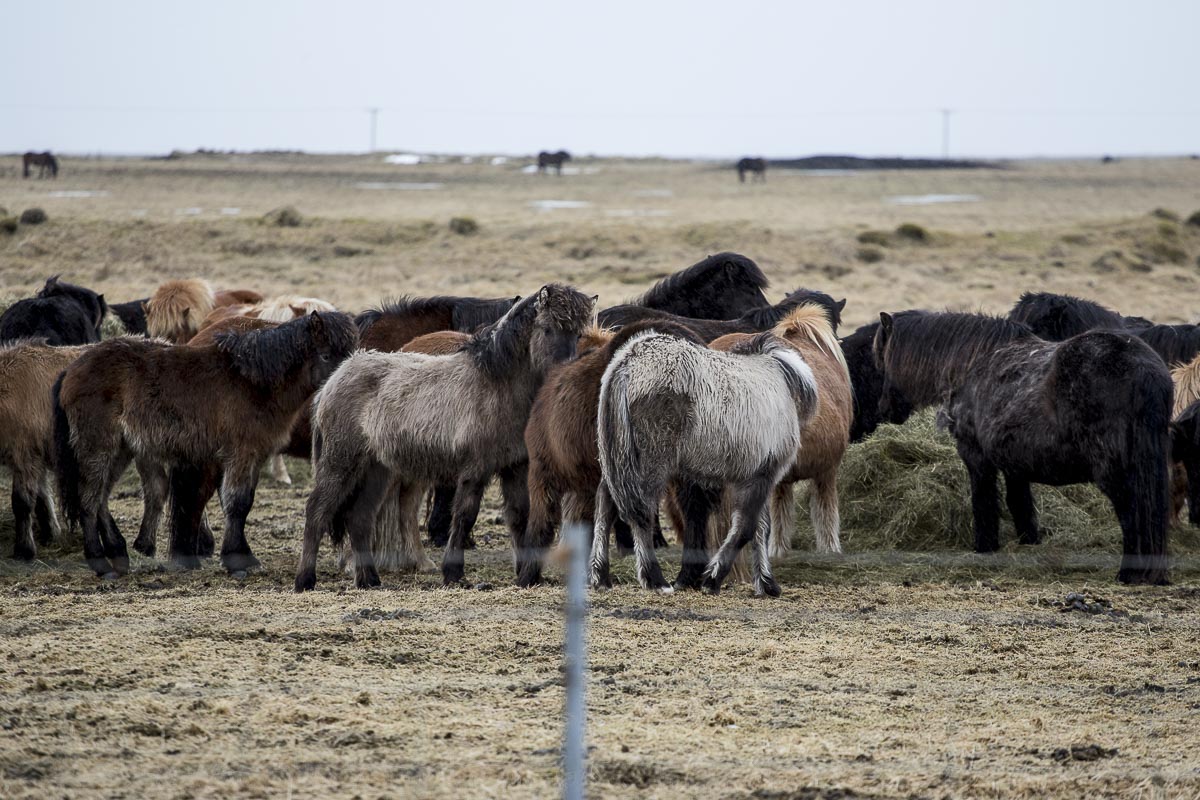 Iceland - Horses, South Iceland - March 9, 2016