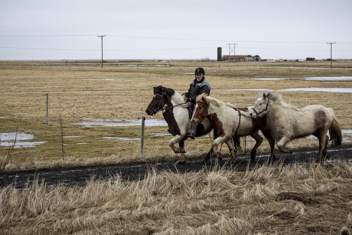 Iceland - Icelandic Horses - March 9, 2016