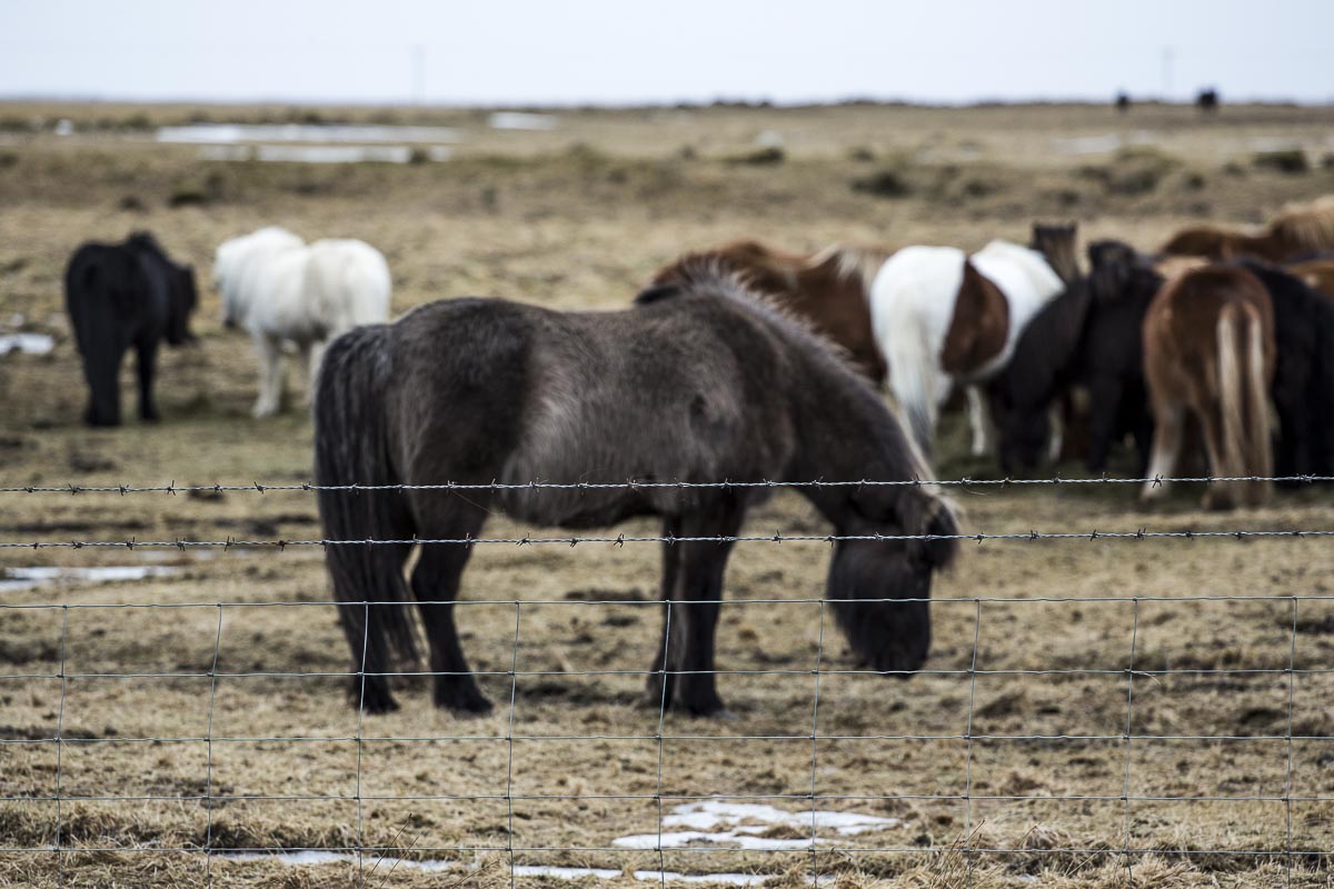 Iceland - Icelandic Horses - March 9, 2016