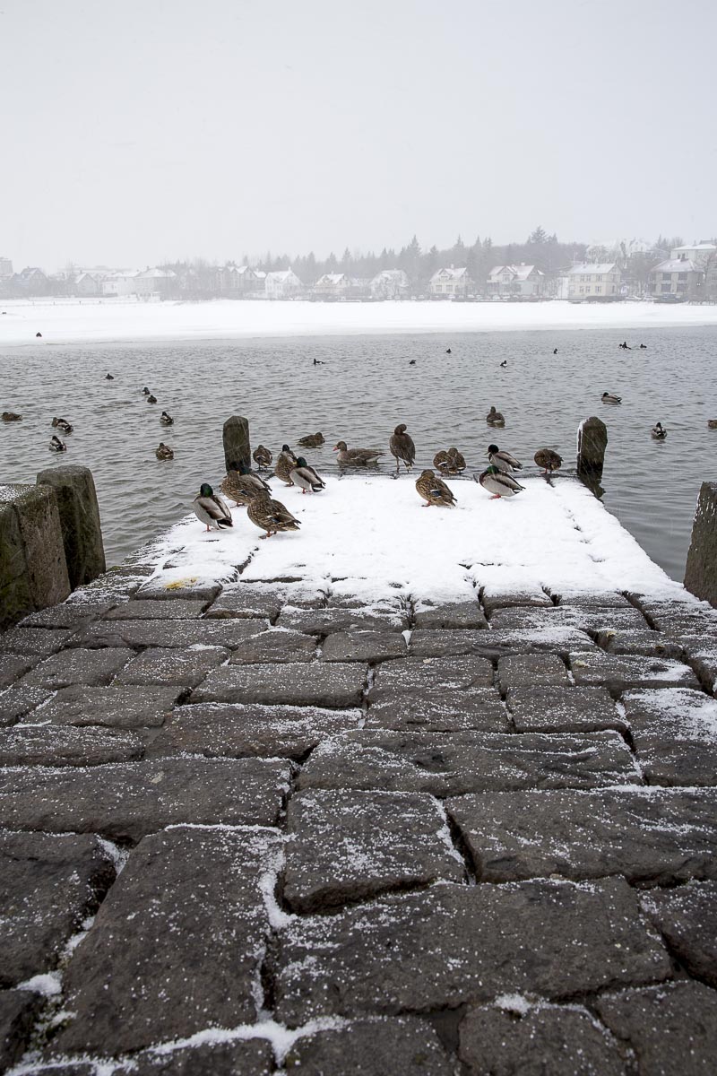 Iceland - Reykjavik - March 11, 2016