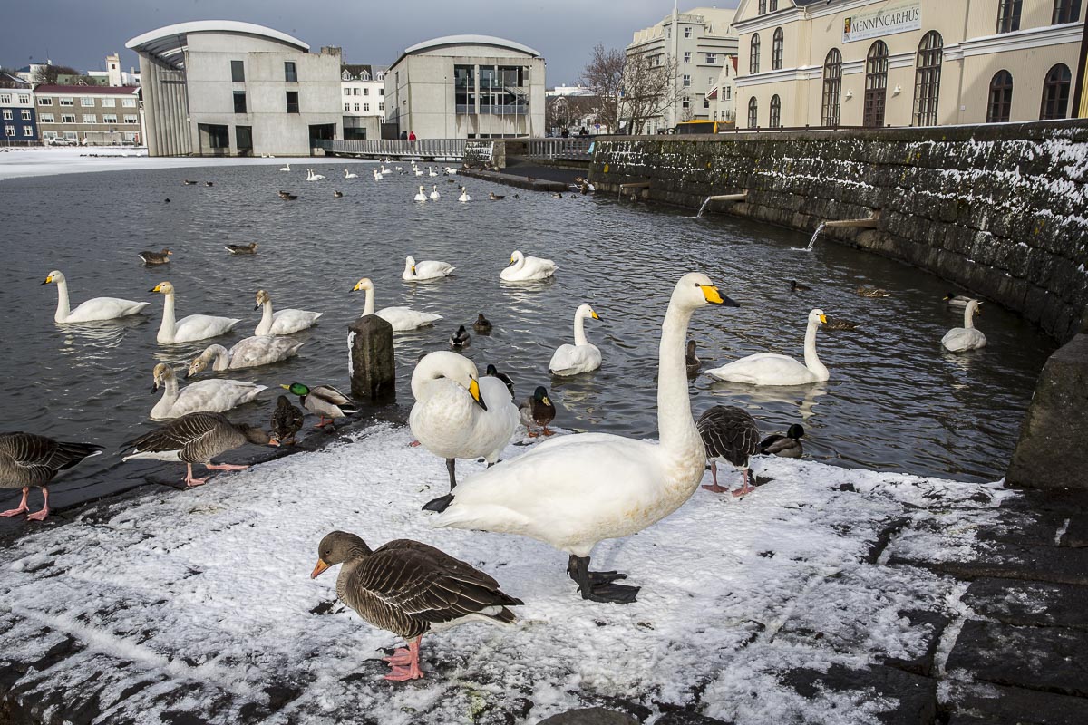 Iceland - Reykjavik - March 11, 2016