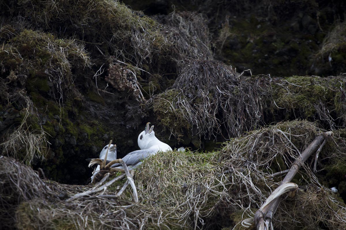 Iceland - Skogarfoss Gulls Nesting - March 9, 2016