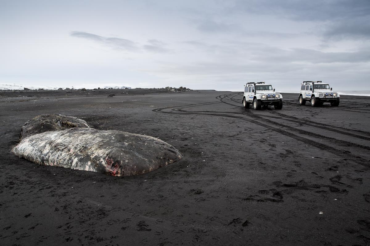 Iceland - Solheimasandur Beach Whale - March 9, 2016