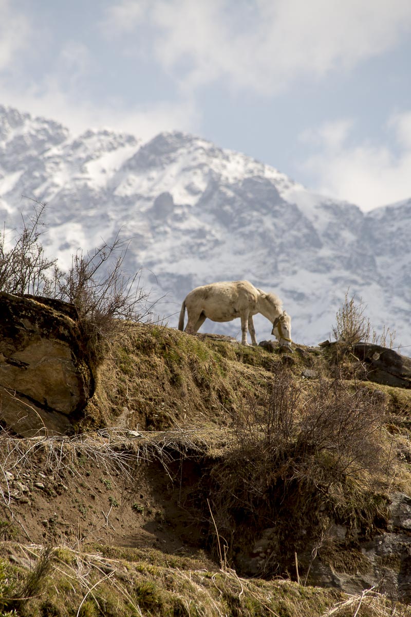 Uttarakhand - Sarayu Valley, Jhuni - March 15, 2013