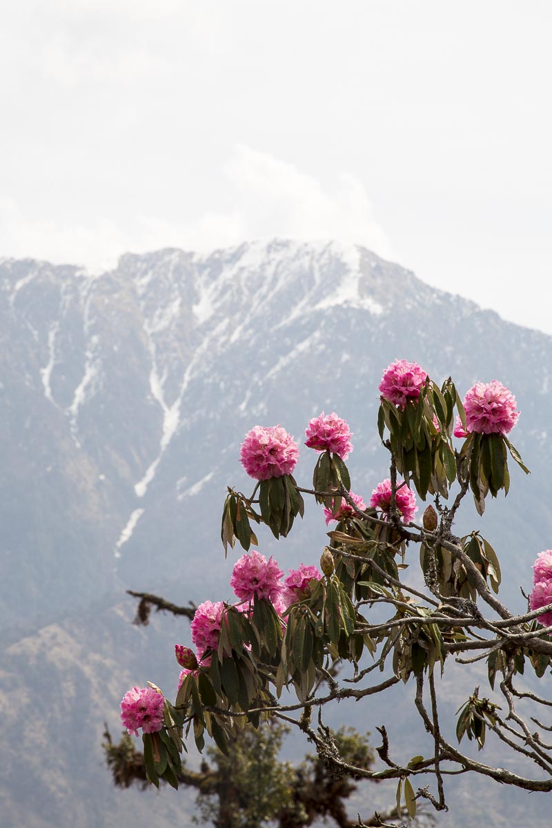 Uttarakhand - Sarayu Valley, Khal Jhuni - March 16, 2013