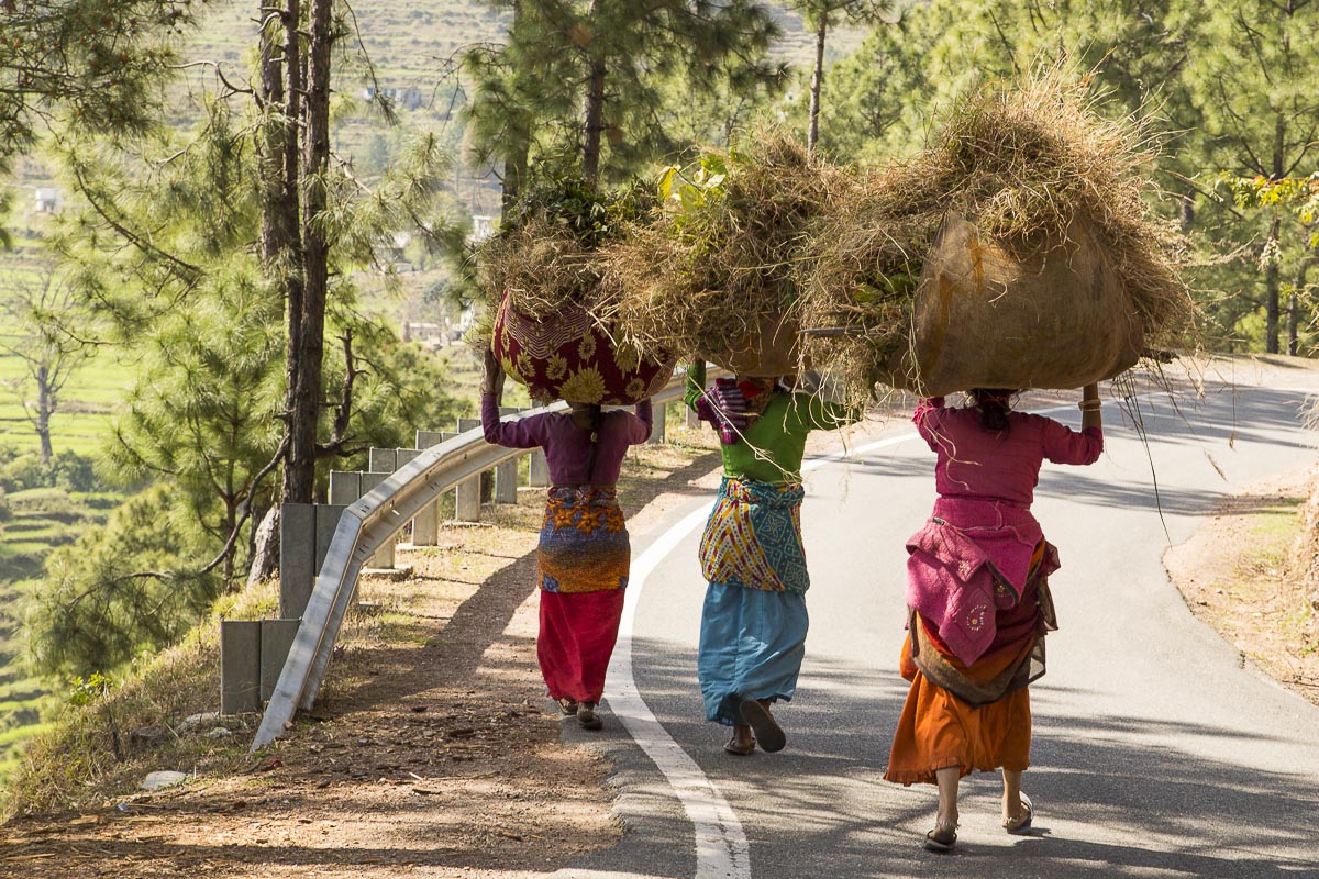 Uttarakhand - Binsar, Women With Harvest - March 12, 2013