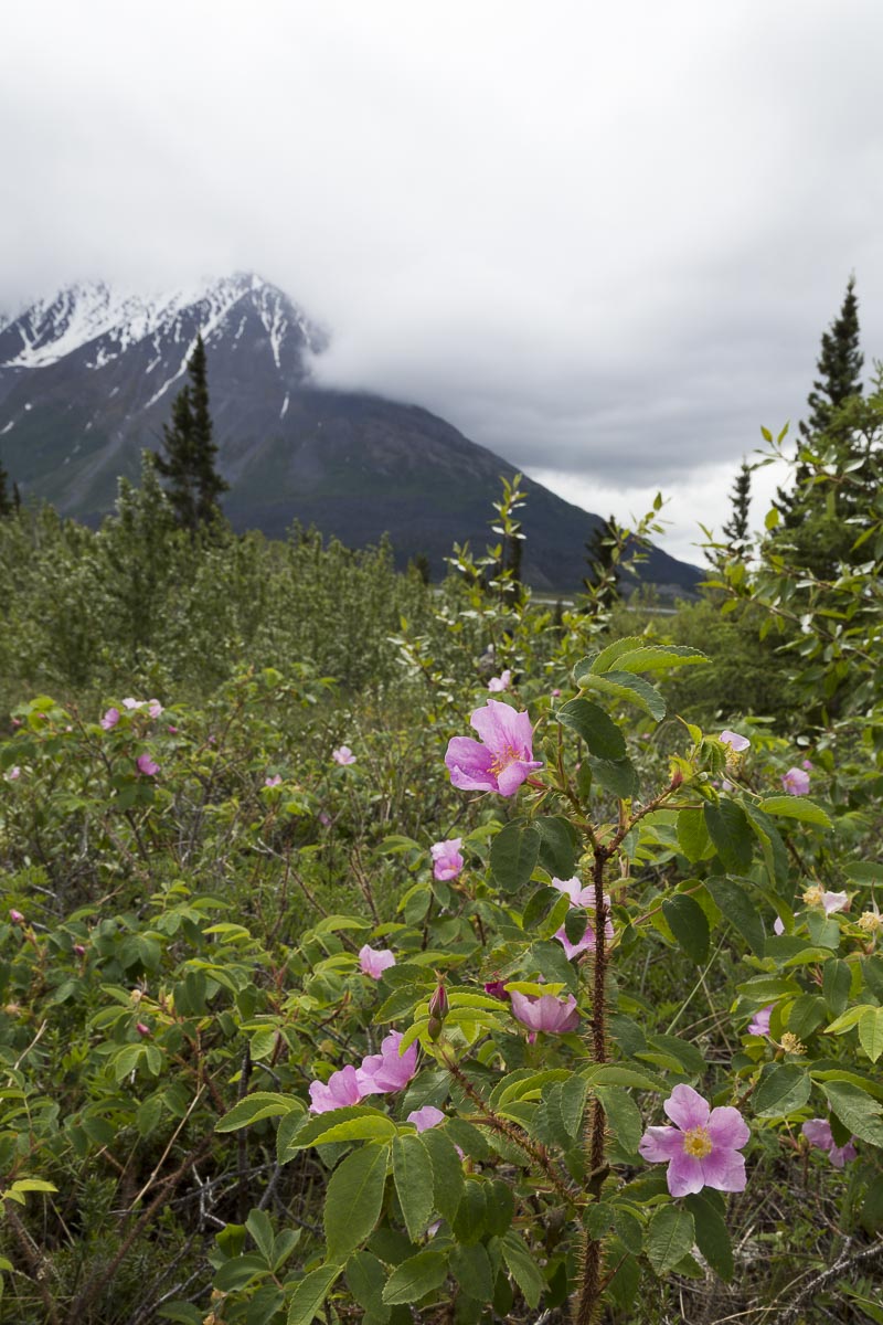 Yukon - Kluane National Park - June 17, 2014