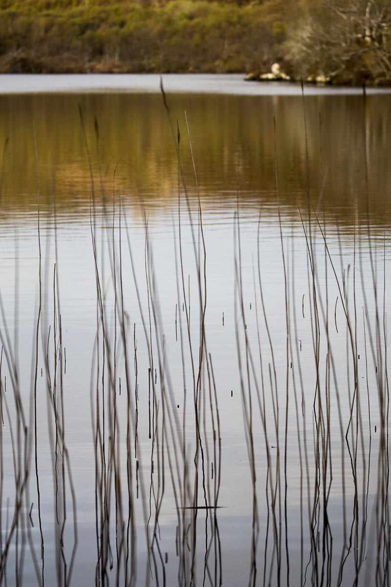 Argyll Scotland - Knapdale Beaver Park - May 5, 2016