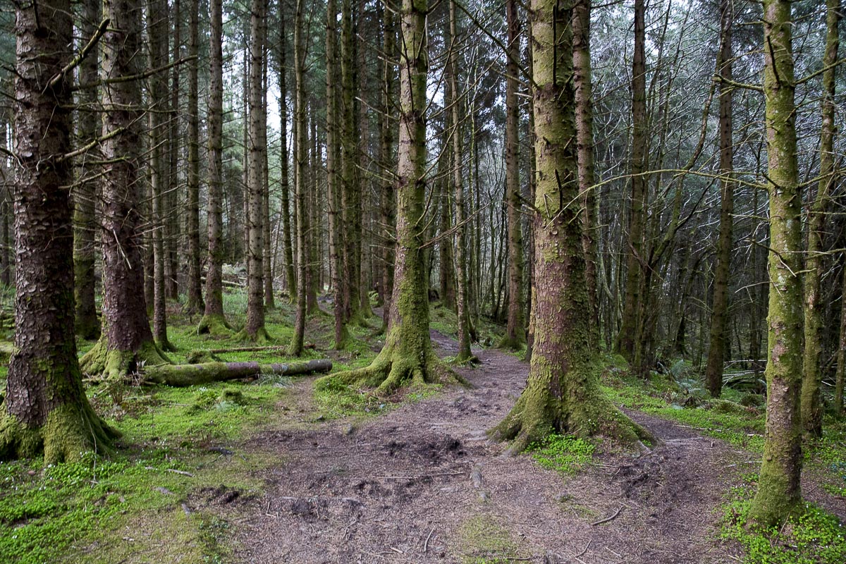 Argyll Scotland - Knapdale Beaver Park - May 5, 2016