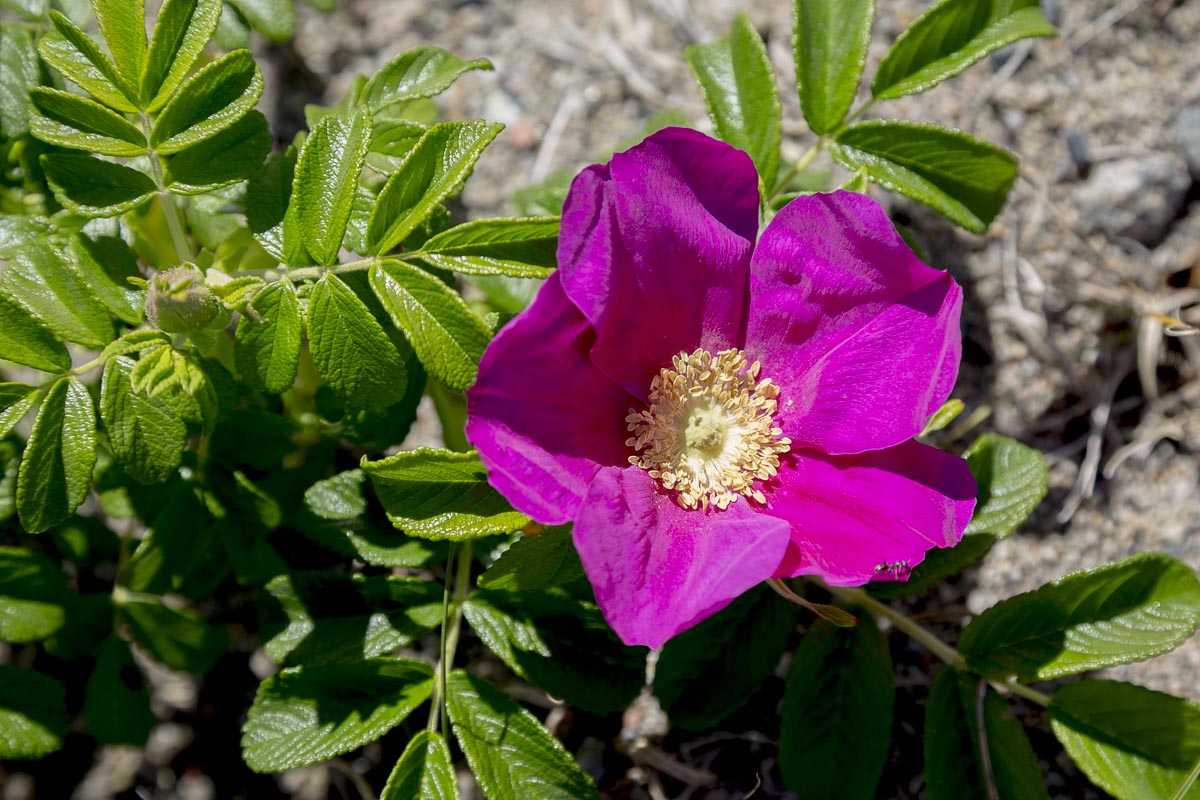 West Sweden - Koster North, Dog Rose - June 11, 2013