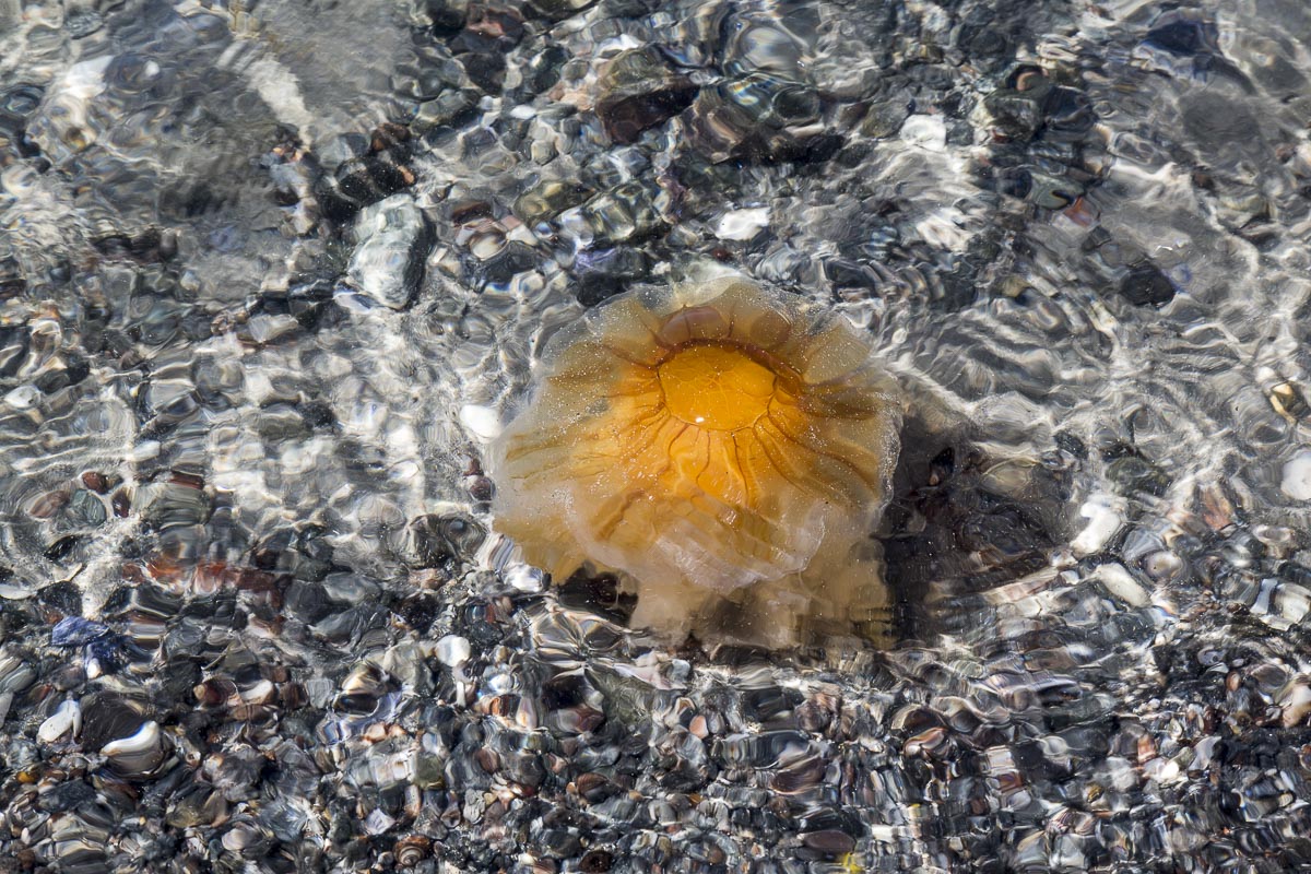 West Sweden - Koster North, Jellyfish - June 11, 2013