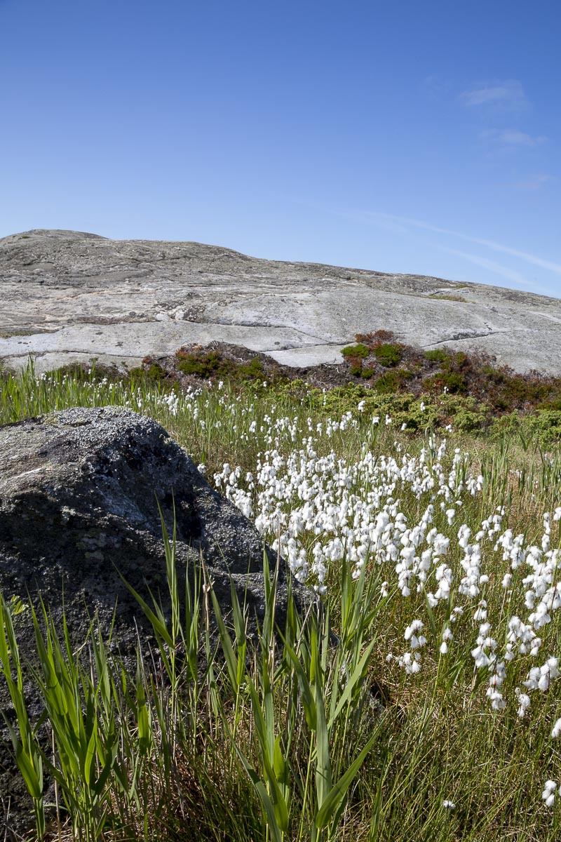 West Sweden - Koster North, Cotton Grass - June 11, 2013