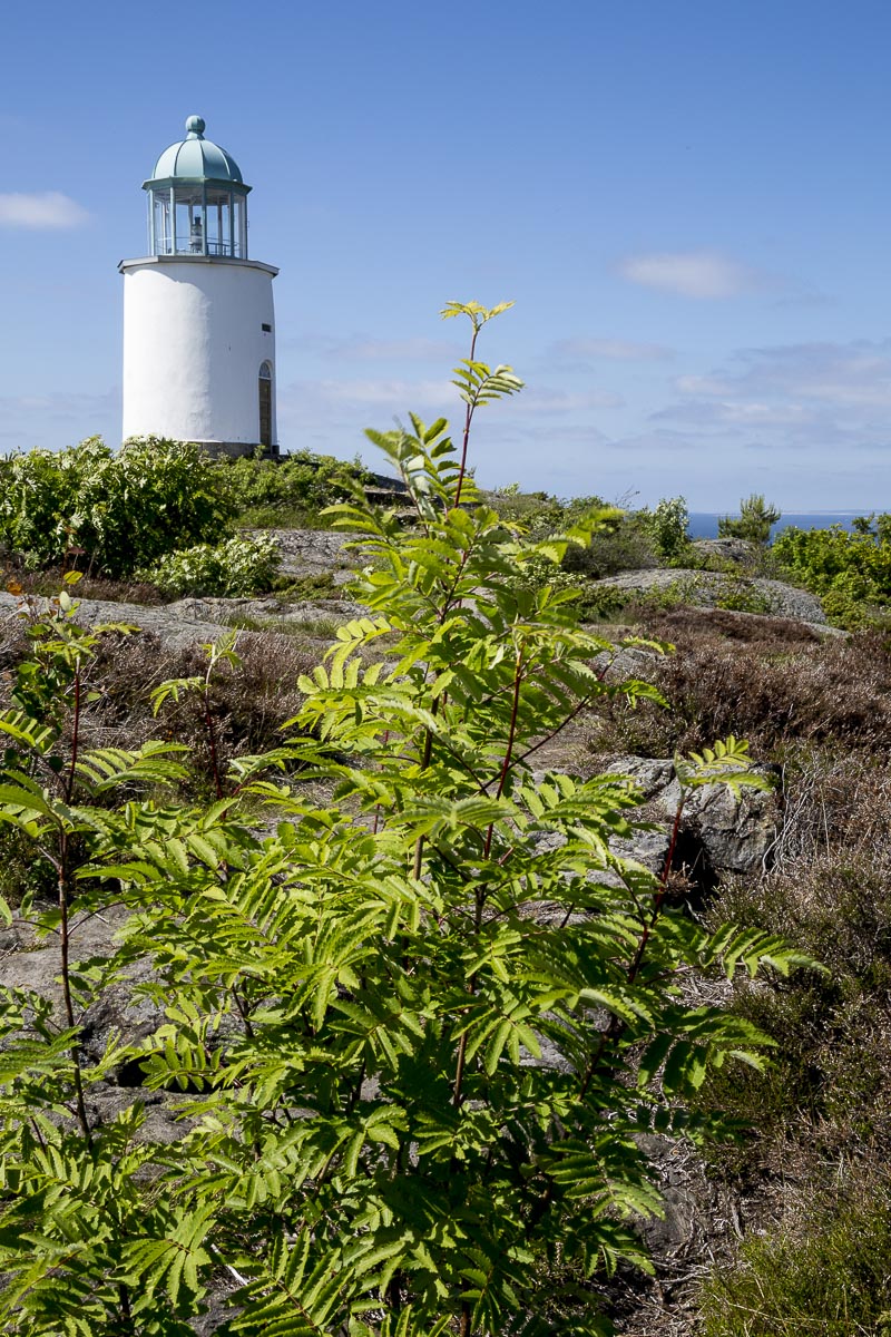 West Sweden - Koster North - June 11, 2013