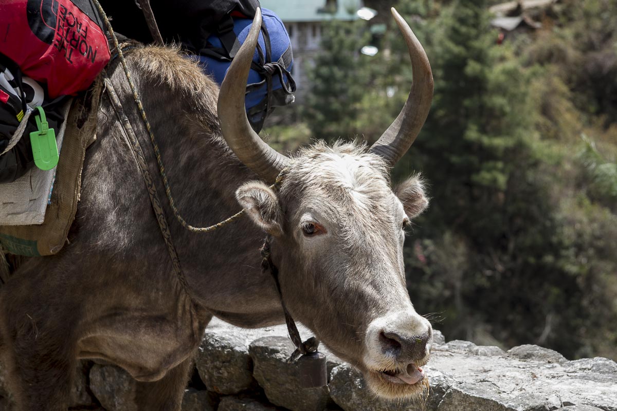 Nepal Everest - Lukla To Phakding, Dzo (Yak/Cow Cross Breed) - April 15, 2011