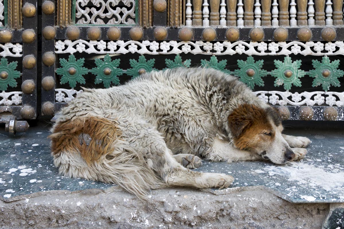 Ladakh - Leh - June 20, 2012