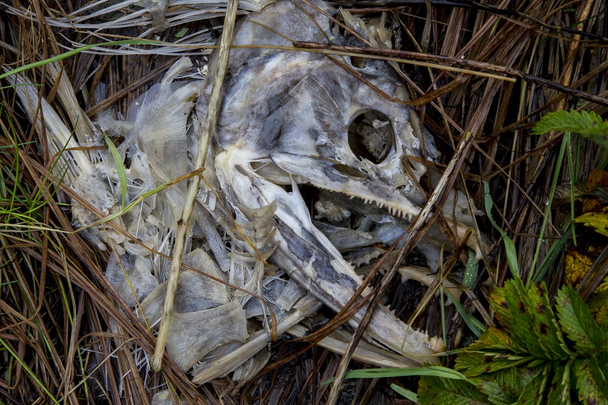 Great Bear Rainforest - Mussell Inlet Rotting Salmon - September 23, 2011
