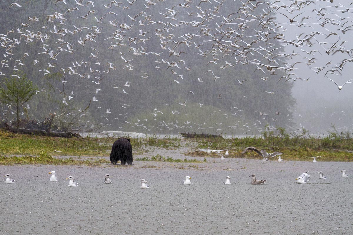 Great Bear Rainforest - Mussell Inlet Grizzly Bear And Gulls - September 23, 2011