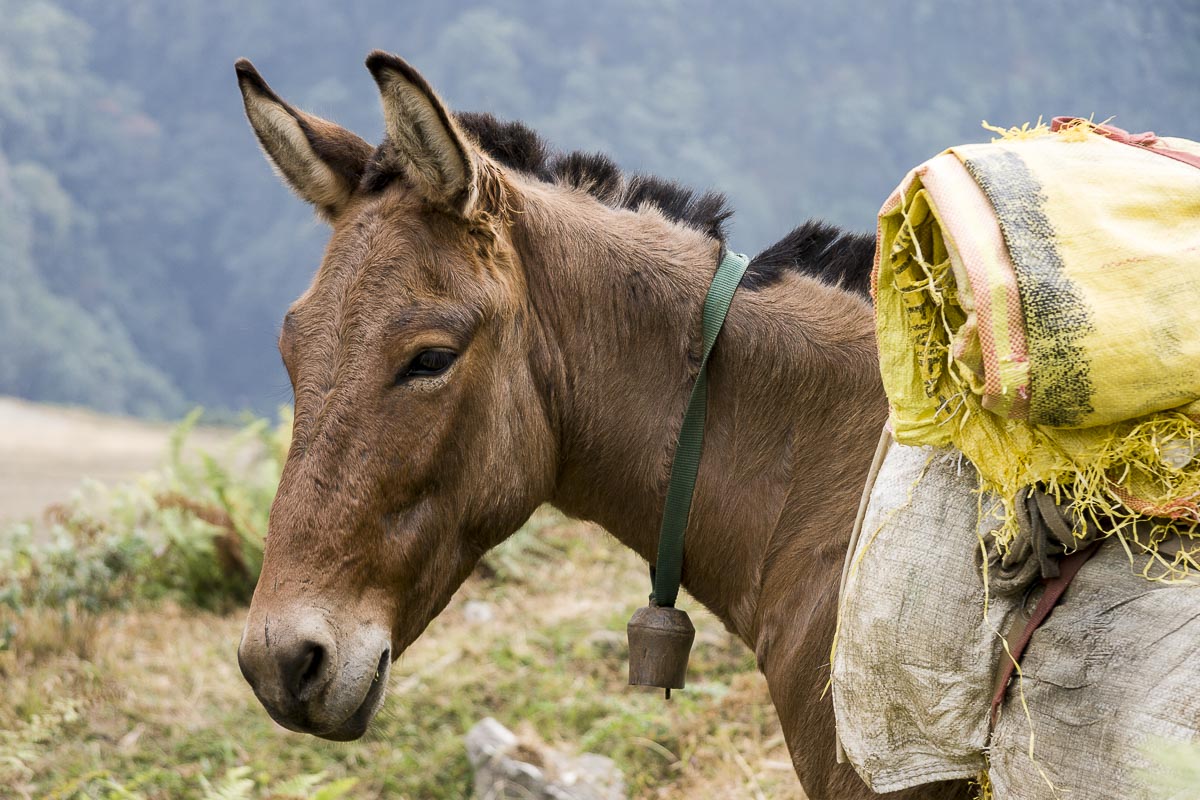 Nepal Annapurna - Birethanti To Gandruk, Handsome Mule - December 2, 2009