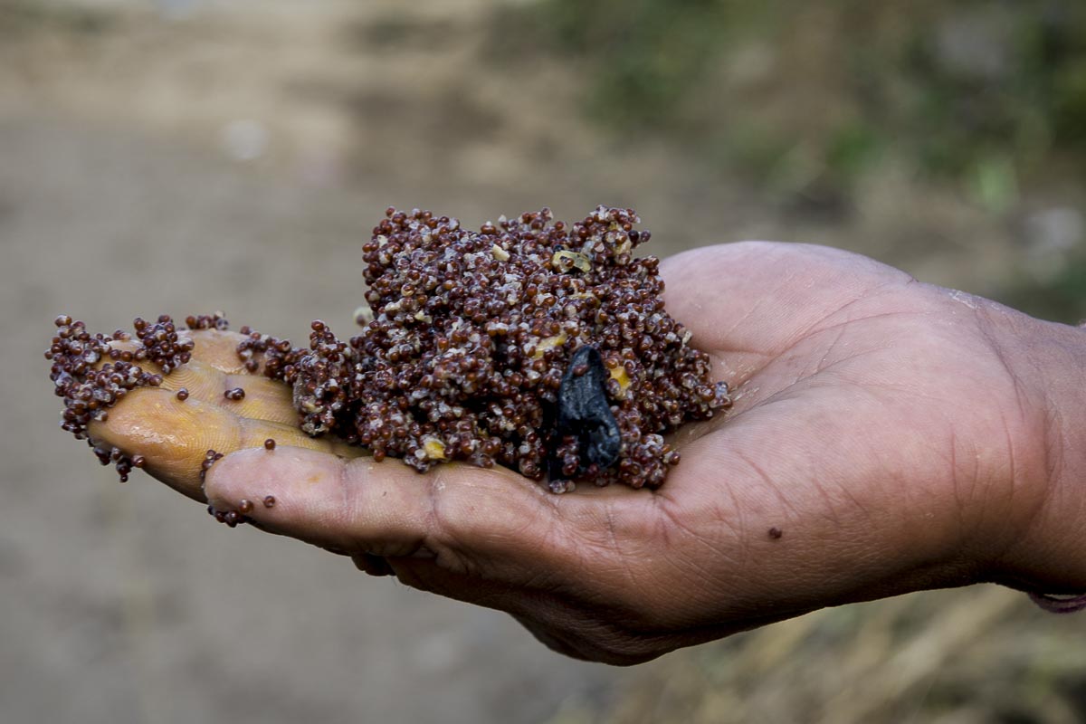 Nepal Annapurna - Birethanti To Mahjaun, Fermenting Chang - December 5, 2009