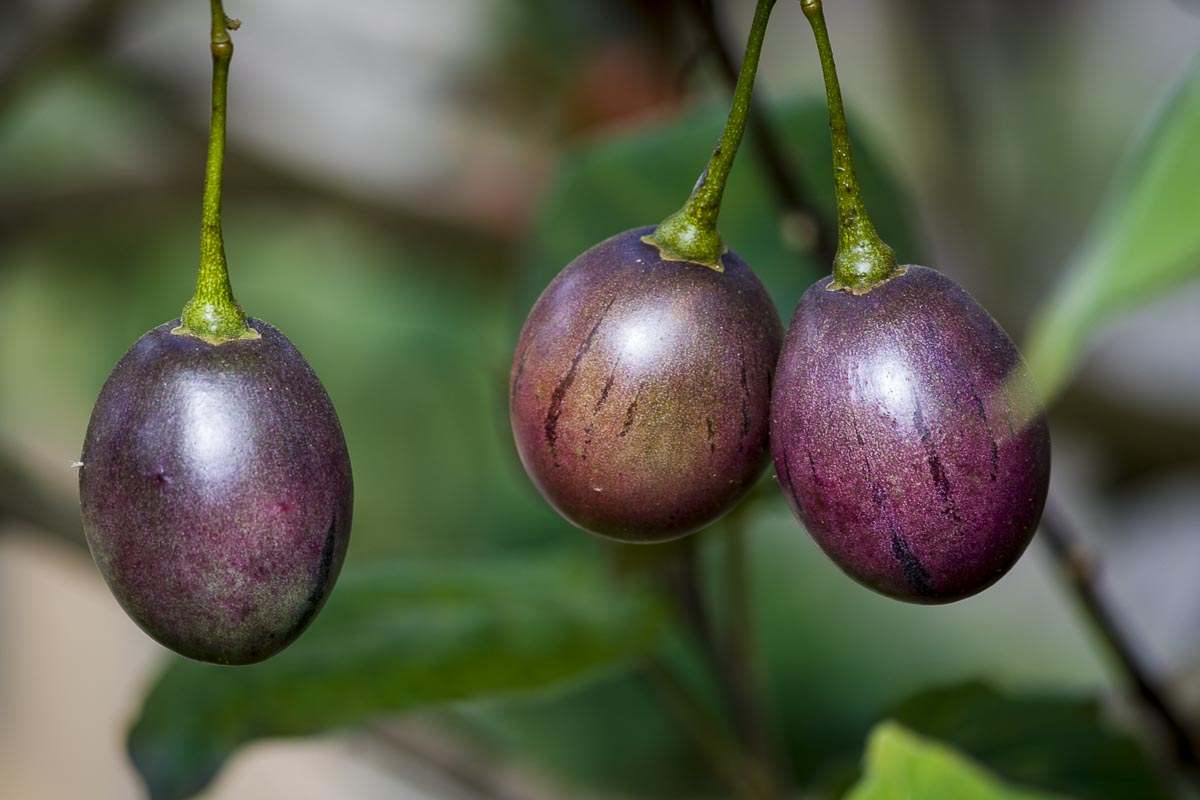 Nepal Annapurna - Birethanti To Mahjaun, Tree Tomato - December 5, 2009