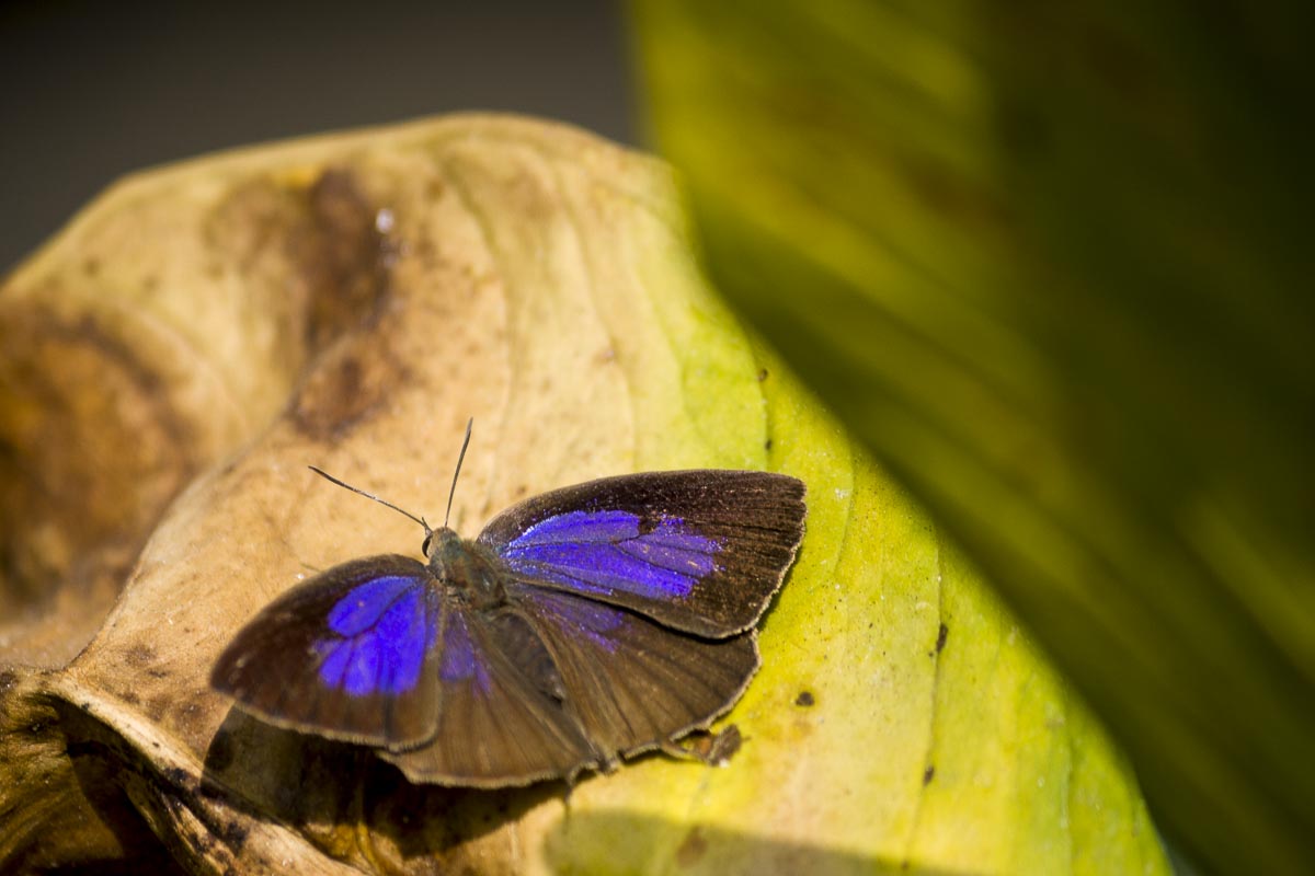 Nepal Annapurna - Birethanti To Mahjaun, Butterfly - December 5, 2009