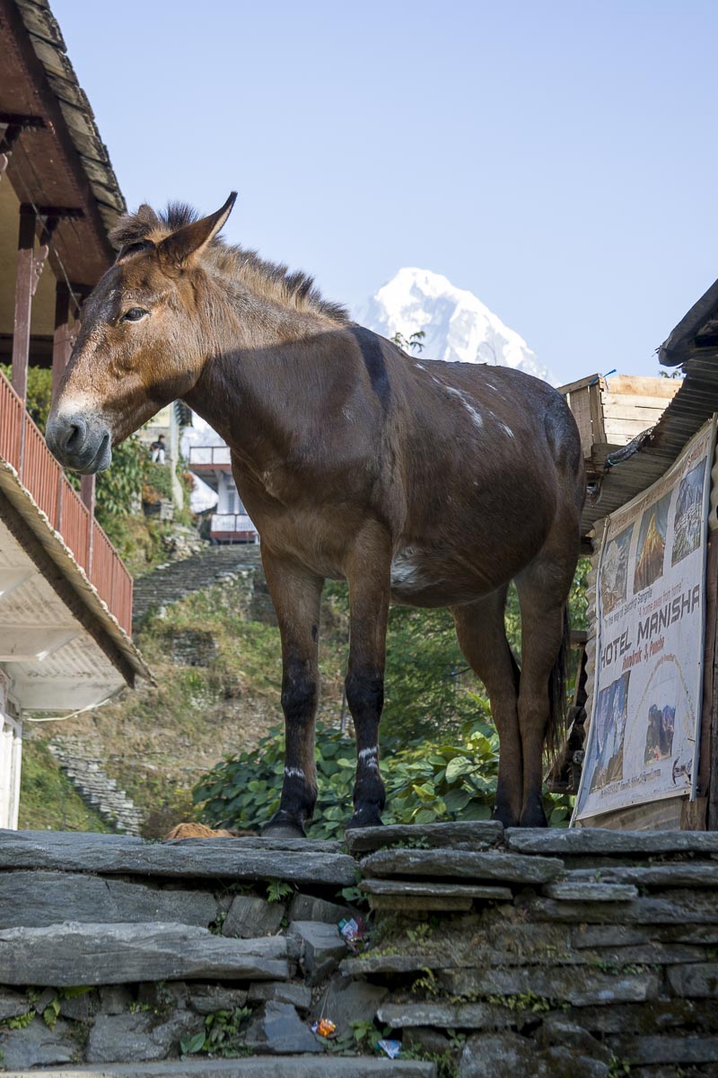 Nepal Annapurna - Gandruk To Birethanti, Mule And Mountains - December 4, 2009