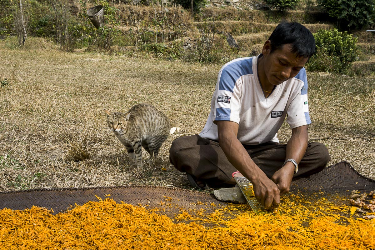 Nepal Annapurna - Gandruk To Birethanti, Man And Cat Harvesting Tumeric - December 4, 2009