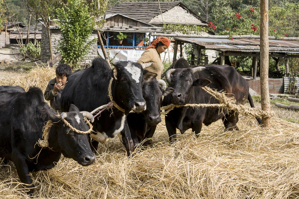 Nepal Annapurna - Gandruk To Birethanti, Threshing Rice - December 4, 2009