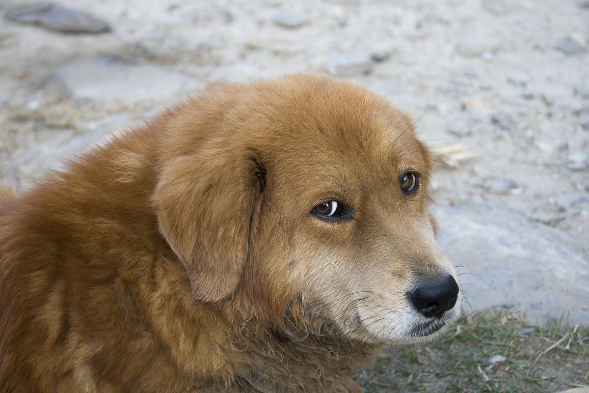 Nepal Annapurna - Lumle, Mountain Dog - December 7, 2009