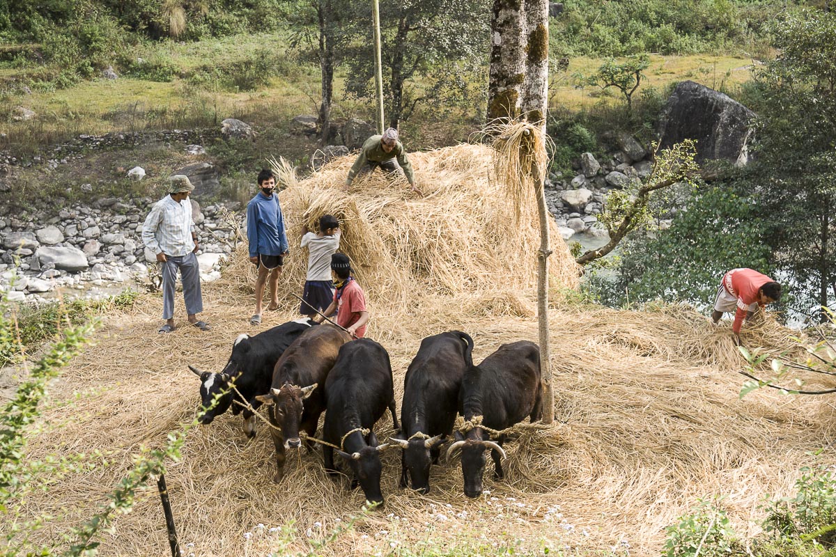 Nepal Annapurna - Lumle To Birethanti, Threshing Rice - December 1, 2009