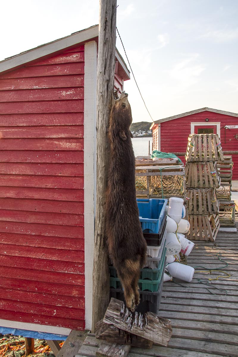 Newfoundland - Twillingate - June 23, 2010