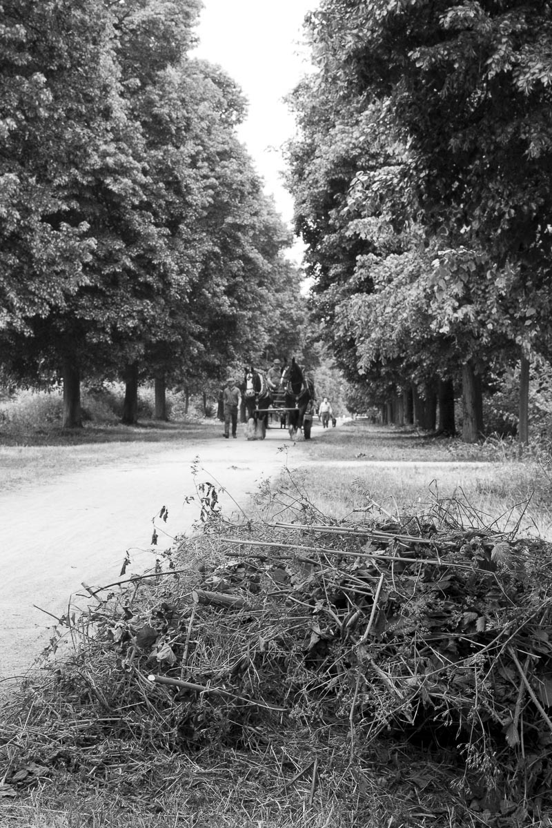 Operation Centaur - Ham Avenues, Surrey, Grass Cutting - June 5, 2015