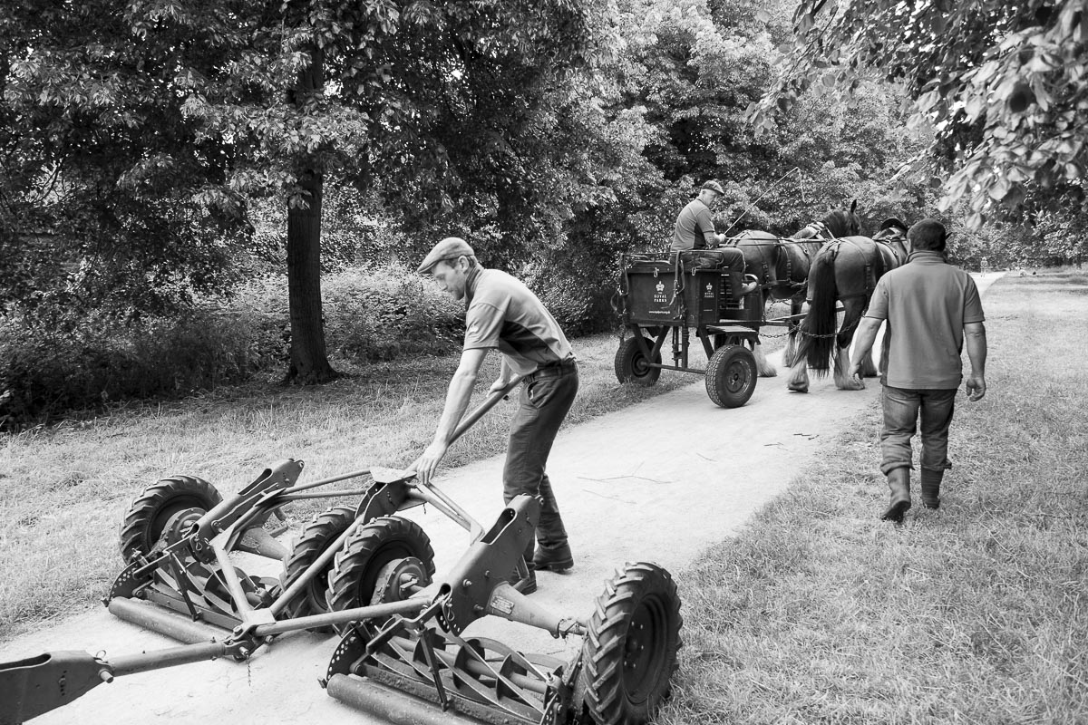Operation Centaur - Ham Avenues, Surrey, Grass Cutting - June 5, 2015