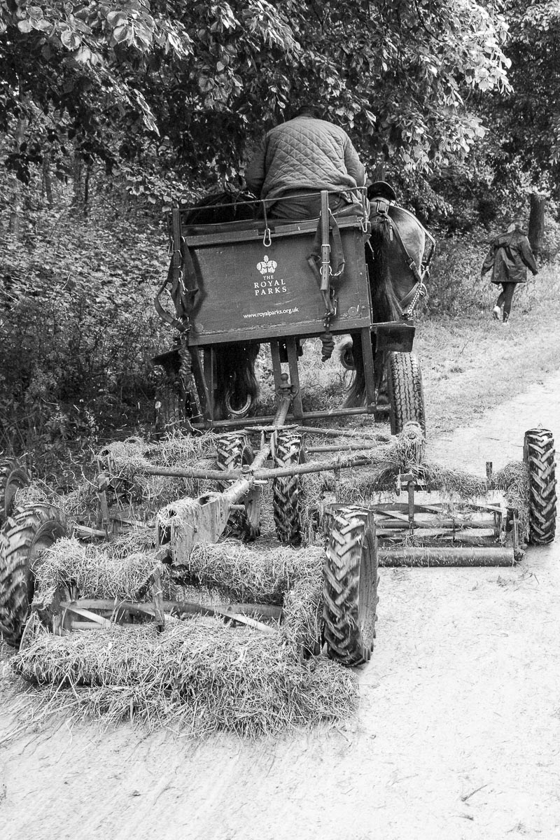 Operation Centaur - Ham Avenues, Surrey, Grass Cutting - June 5, 2015