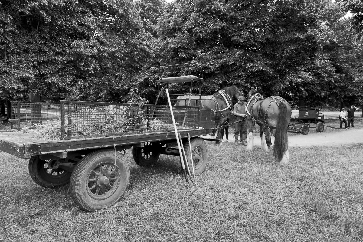 Operation Centaur - Ham Avenues, Surrey, Grass Cutting - June 5, 2015