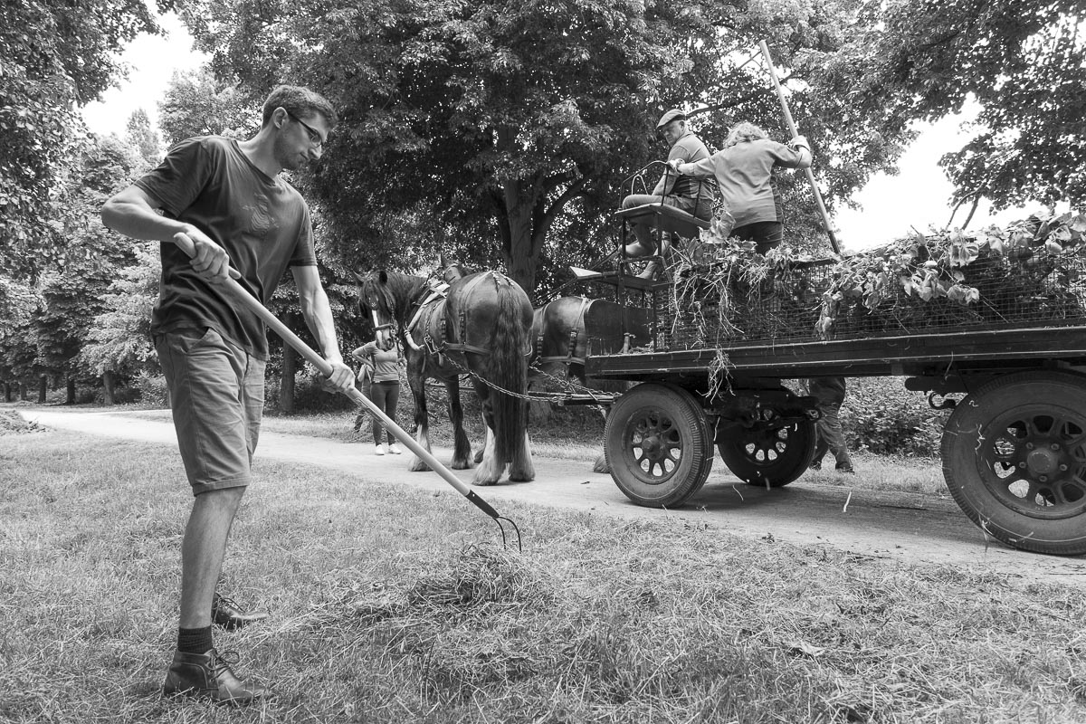 Operation Centaur - Ham Avenues, Surrey, Grass Cutting - June 5, 2015