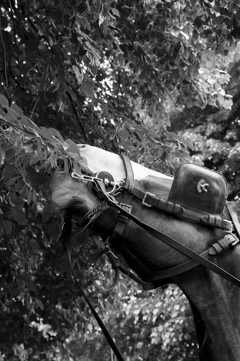 Operation Centaur - Ham Avenues, Surrey, Grass Cutting - June 5, 2015