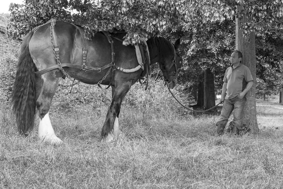 Operation Centaur - Ham Avenues, Surrey, Grass Cutting - June 5, 2015