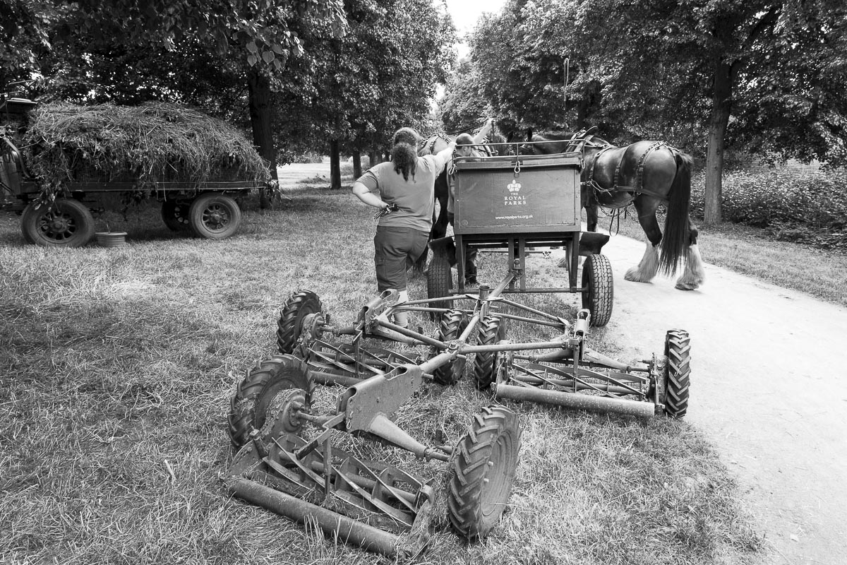 Operation Centaur - Ham Avenues, Surrey, Grass Cutting - June 5, 2015