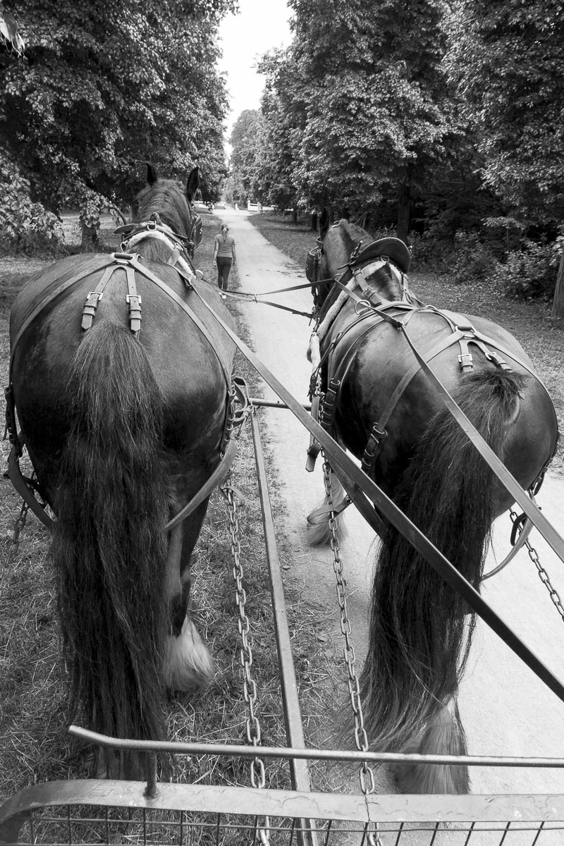 Operation Centaur - Ham Avenues, Surrey, Grass Cutting - June 5, 2015