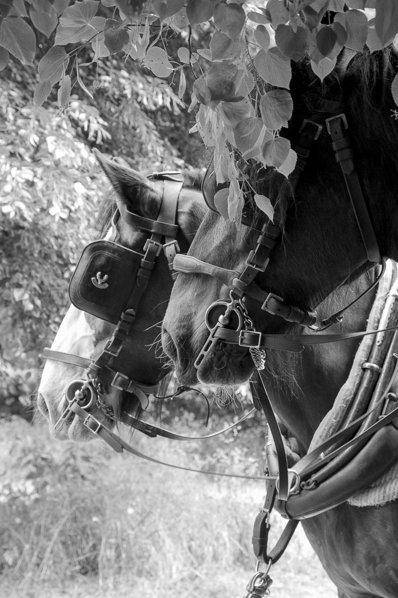 Operation Centaur - Ham Avenues, Surrey, Grass Cutting - June 5, 2015