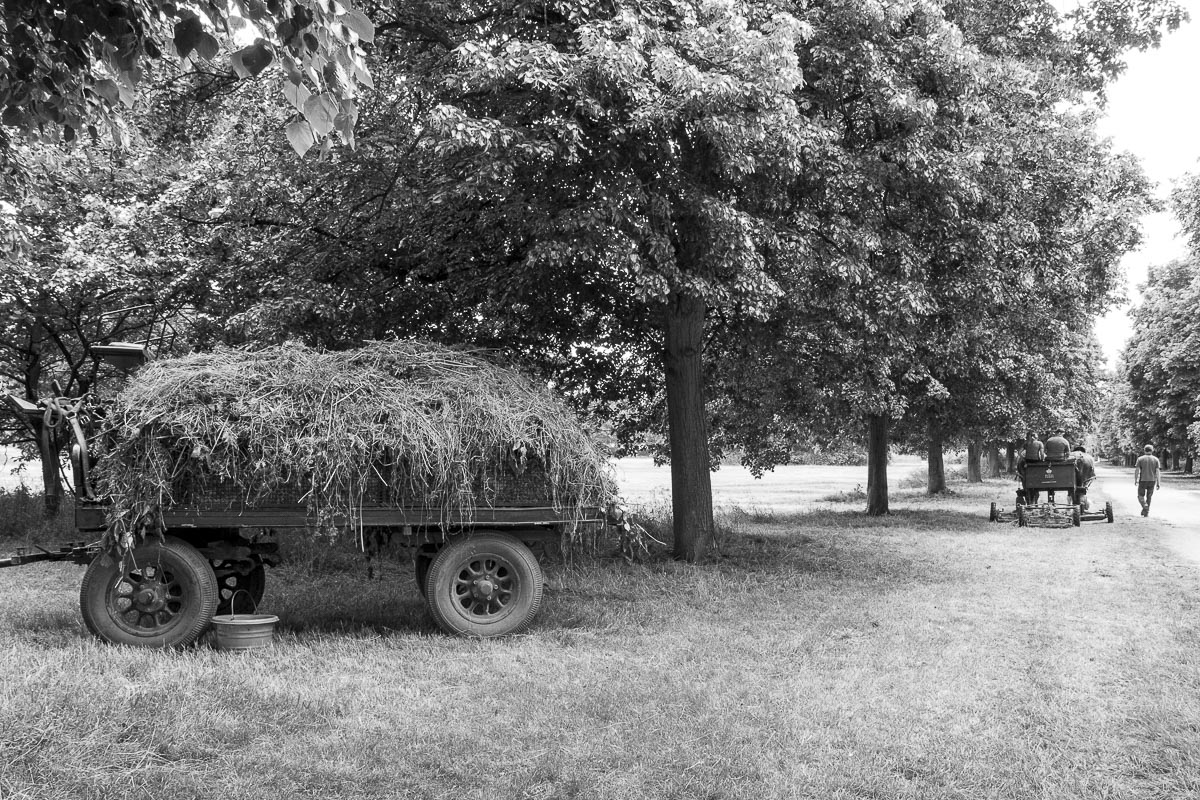 Operation Centaur - Ham Avenues, Surrey, Grass Cutting - June 5, 2015