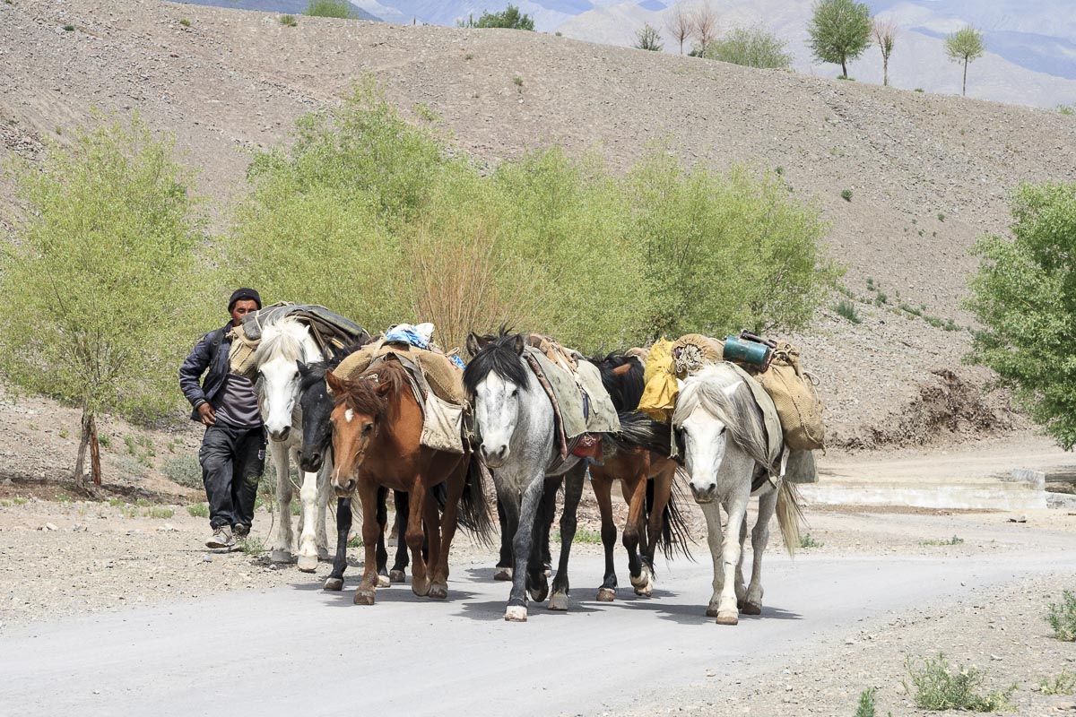 Ladakh - Pony Man - June 24, 2012