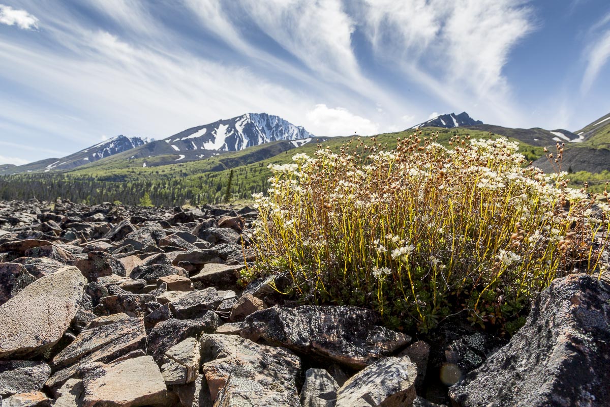 Yukon - Rock Glacier Trail, Haines Road - June 16, 2014