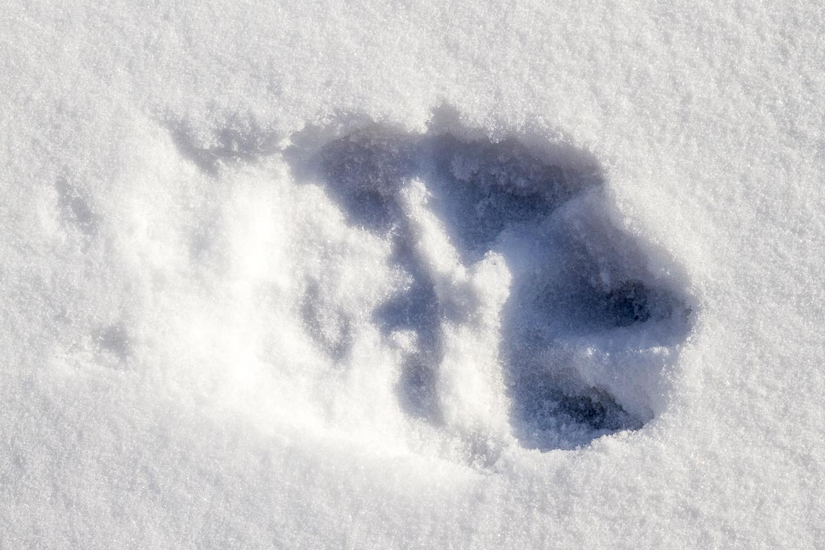 Saskatchewan - Prince Albert Park, Wolf Print - March 6, 2011