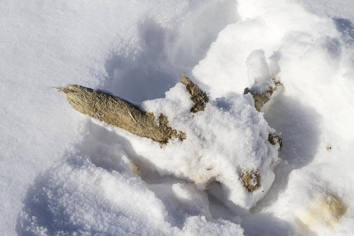 Saskatchewan - Prince Albert Park, Wolf Scat - March 6, 2011